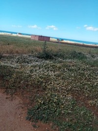 أرض-بيع-مستغانم-عشعاشة-الجزائر