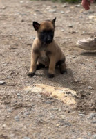 chien-malinois-charbonner-azazga-tizi-ouzou-algerie