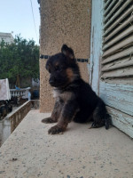 chien-berger-allemand-draria-alger-algerie