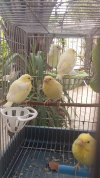 Canari 2023