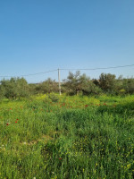 terrain-vente-bouira-mchedallah-algerie