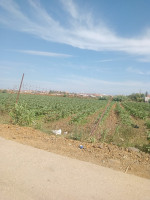 terrain-agricole-vente-alger-reghaia-algerie