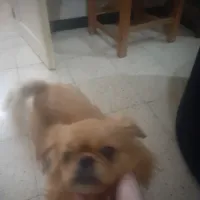Chiot pekinois pure race