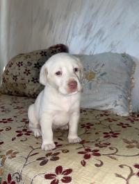 dog-chiots-labrador-pure-race-age-28j-staoueli-alger-algeria