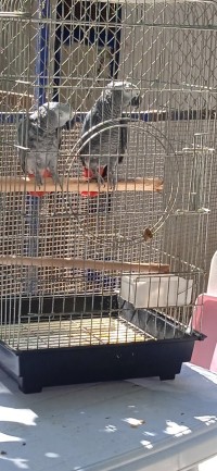 عصفور-couple-pirroquet-du-gabon-gris-رايس-حميدو-الجزائر