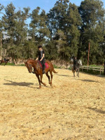 equitation-jument-a-vendre-constantine-algerie