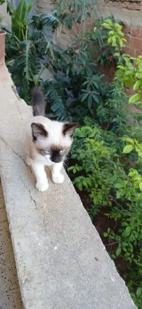 Une shate pour adopter 
