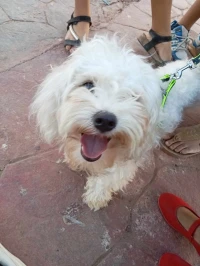 Caniche bichon male 
