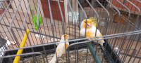 oiseau-trois-couple-de-canari-race-a-vendre-el-marsa-alger-algerie