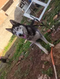 haski mâle âgé de 6 mois 