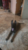 chien-chio-malinois-femelle-bab-ezzouar-alger-algerie