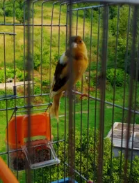 Canaris Isabel 