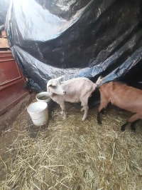 Chèvres et Buc