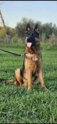 Berger allemand 