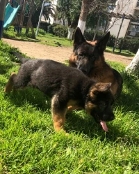 Chiot berger allemand pedigree 