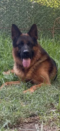 Berger allemand pedigree 