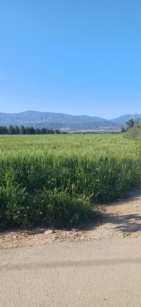 Vente Terrain Agricole Aïn Defla Khemis miliana