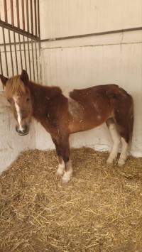 حيوانات-المزرعة-02-poney-الشفة-البليدة-الجزائر