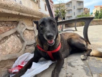 Malinois femelle top du top