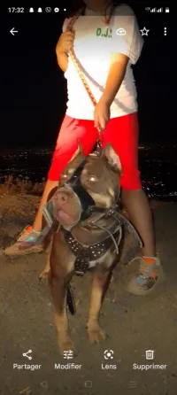 Chien pitbull للبيع حاجا قاصحا مدريسي