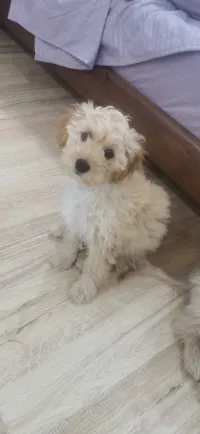 Canich (bichons maltais 