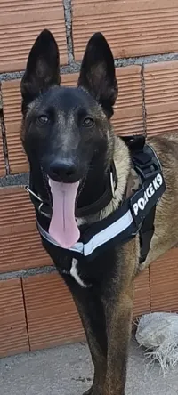 Malinois 