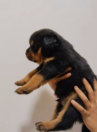 كلاب-rottweiler-تيزي-وزو-الجزائر
