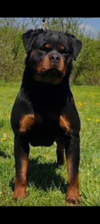 Rottweiler 