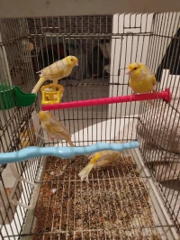 Canari satiné 