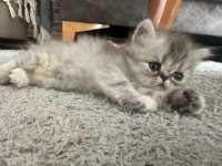 Chaton persan 