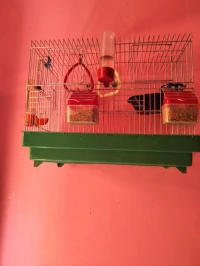 canari hipi wajad bih bel caja