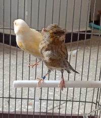 Canari Arlequin Portugais , المهرج البرتغالي