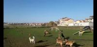 chien-centre-dressage-de-hraoua-alger-algerie