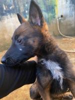 chien-malinois-charbonner-zeralda-alger-algerie