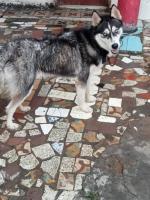 chien-husky-كلب-هاسكي-birtouta-alger-algerie