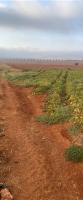 terrain-agricole-vente-ain-temouchent-terga-algerie