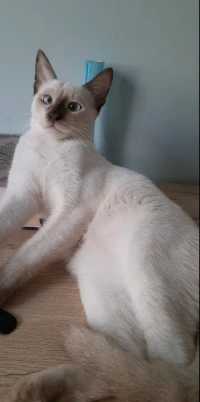 Siamois male 
