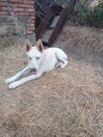 chien-husky-blanc-akfadou-bejaia-algerie