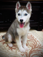 chien-couple-husky-siberien-زوجان-هاسكي-ain-oussara-djelfa-algerie