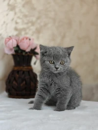  Chaton british