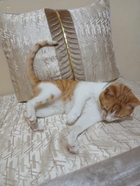 chat mâle à donner 