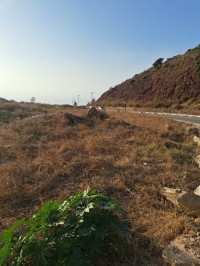 أرض-بيع-تيبازة-شرشال-الجزائر