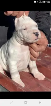 chiot dog argontion