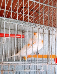 Canari mouzayk