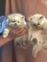 chat-a-vendre-des-chatons-persan-pure-race-hydra-alger-algerie