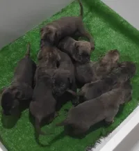 CANE CORSO