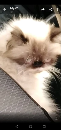Chat  himalaya