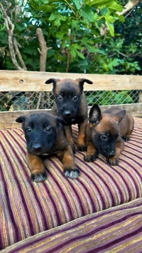 Chiot Malinoi Femelle 