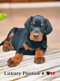 Doberman Européen 