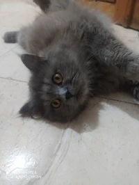 Chat persan